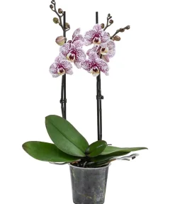 Dehner Orchideen > Schmetterlingsorchidee - Phalaenopsis cultivars 'Crossing', verschiedene Farben