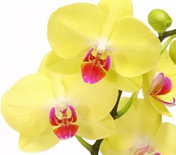 Dehner Orchideen > Schmetterlingsorchidee - Phalaenopsis cultivars 'Crossing', verschiedene Farben