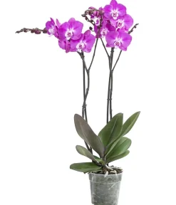 Dehner Orchideen > Schmetterlingsorchidee - Phalaenopsis cultivars 'Sesame'