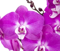 Dehner Orchideen > Schmetterlingsorchidee - Phalaenopsis cultivars 'Sesame'