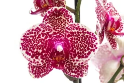 Dehner Orchideen > Schmetterlingsorchidee - Phalaenopsis cultivars 'Sesame'