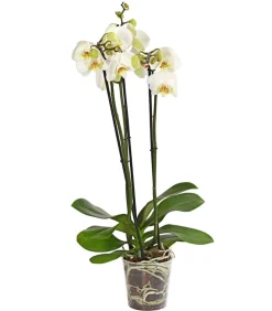 Dehner Orchideen - Schmetterlingsorchidee - Phalaenopsis cultivars, Weiß