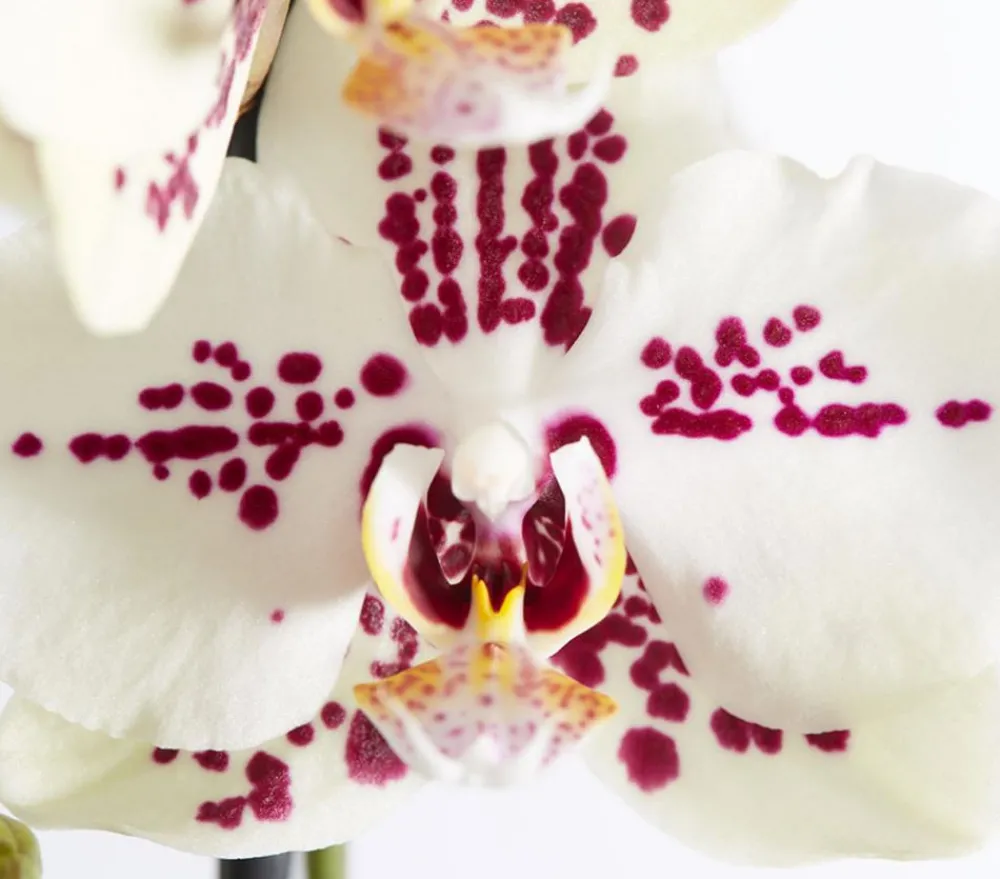 Dehner Schmetterlingsorchidee - Phalaenopsis cultivars Kascade, verschiedene Farben Bunt Discount