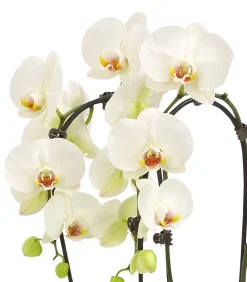 Dehner Schmetterlingsorchidee - Phalaenopsis cultivars Kascade, verschiedene Farben Bunt Discount