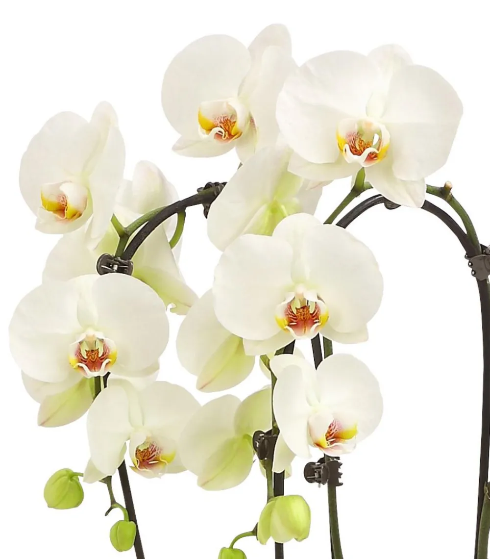Dehner Schmetterlingsorchidee - Phalaenopsis cultivars Kascade, verschiedene Farben Bunt Discount