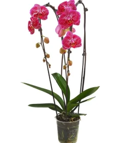 Dehner Schmetterlingsorchidee - Phalaenopsis cultivars Kascade, verschiedene Farben Bunt Discount