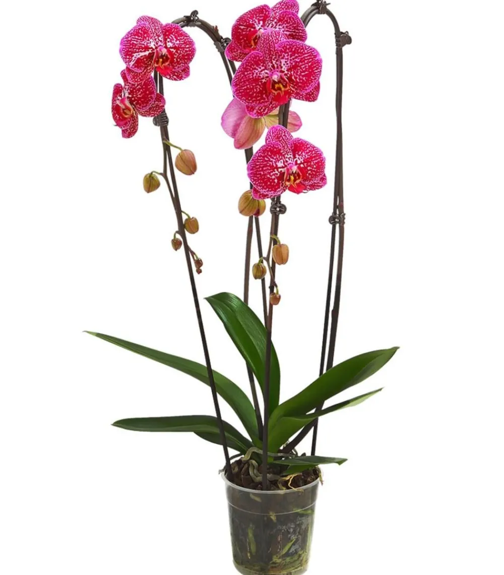 Dehner Schmetterlingsorchidee - Phalaenopsis cultivars Kascade, verschiedene Farben Bunt Discount