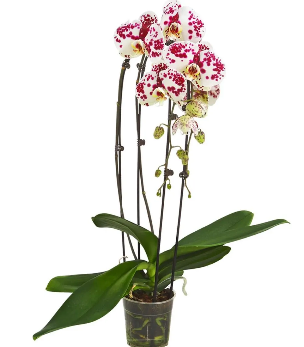 Dehner Schmetterlingsorchidee - Phalaenopsis cultivars Kascade, verschiedene Farben Bunt Discount