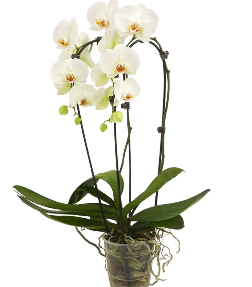 Dehner Schmetterlingsorchidee - Phalaenopsis cultivars Kascade, verschiedene Farben Bunt Discount