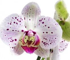Dehner Orchideen - Schmetterlingsorchidee - Phalaenopsis cultivars, zweitriebig Pink