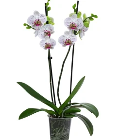 Dehner Orchideen - Schmetterlingsorchidee - Phalaenopsis cultivars, zweitriebig Pink