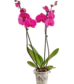 Dehner Orchideen - Schmetterlingsorchidee - Phalaenopsis cultivars, zweitriebig Pink
