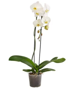 Dehner Orchideen - Schmetterlingsorchidee - Phalaenopsis cultivaris 'Cascade' Weiß