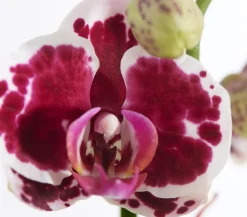 Dehner Orchideen - Schmetterlingsorchidee - Phalaenopsis cultivars, dreitriebig Lila