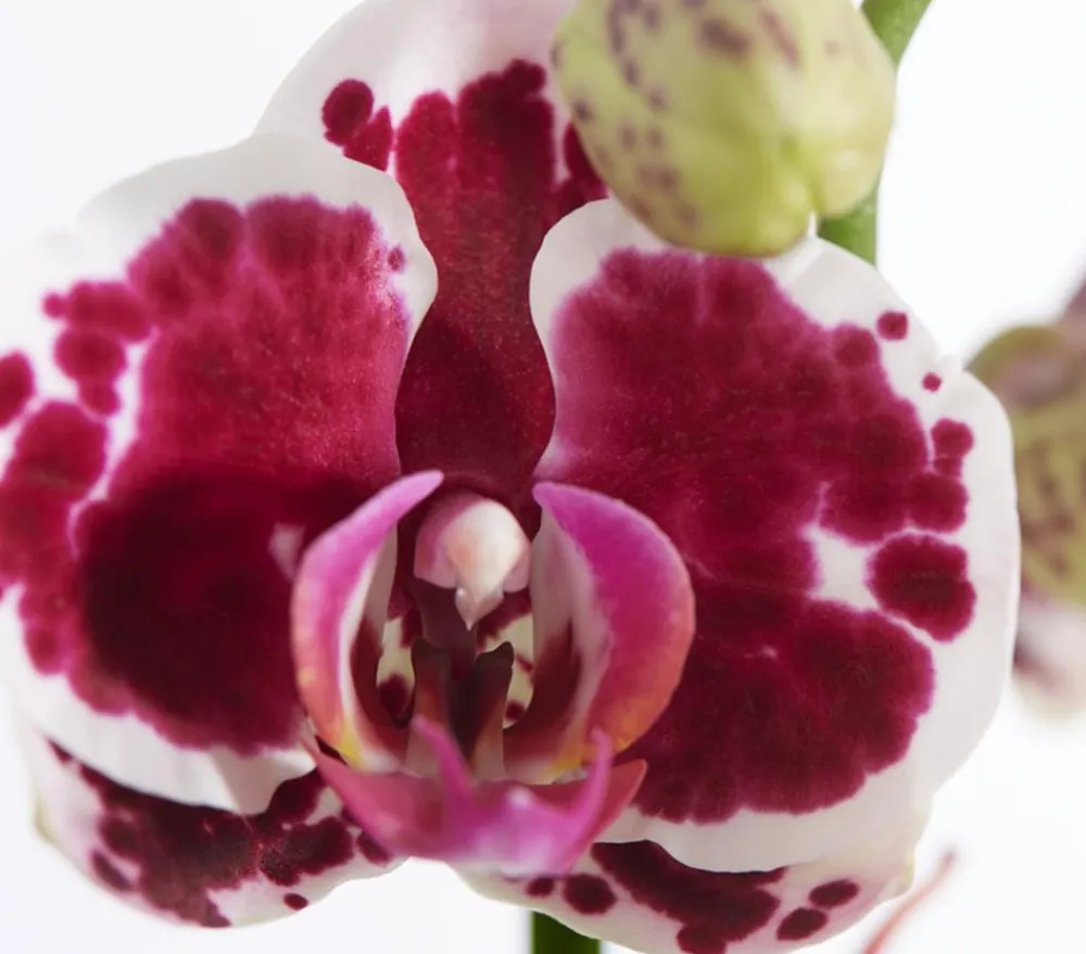 Dehner Orchideen - Schmetterlingsorchidee - Phalaenopsis cultivars, dreitriebig Lila
