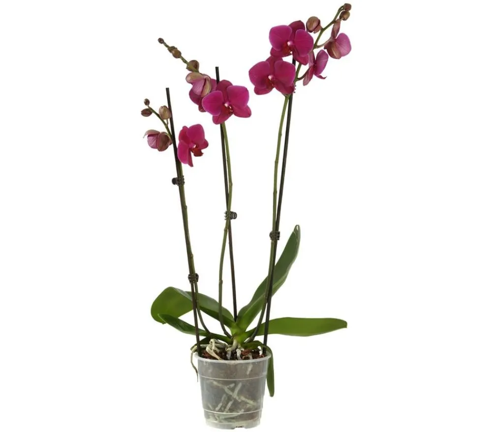 Dehner Orchideen - Schmetterlingsorchidee - Phalaenopsis cultivars, dreitriebig Lila