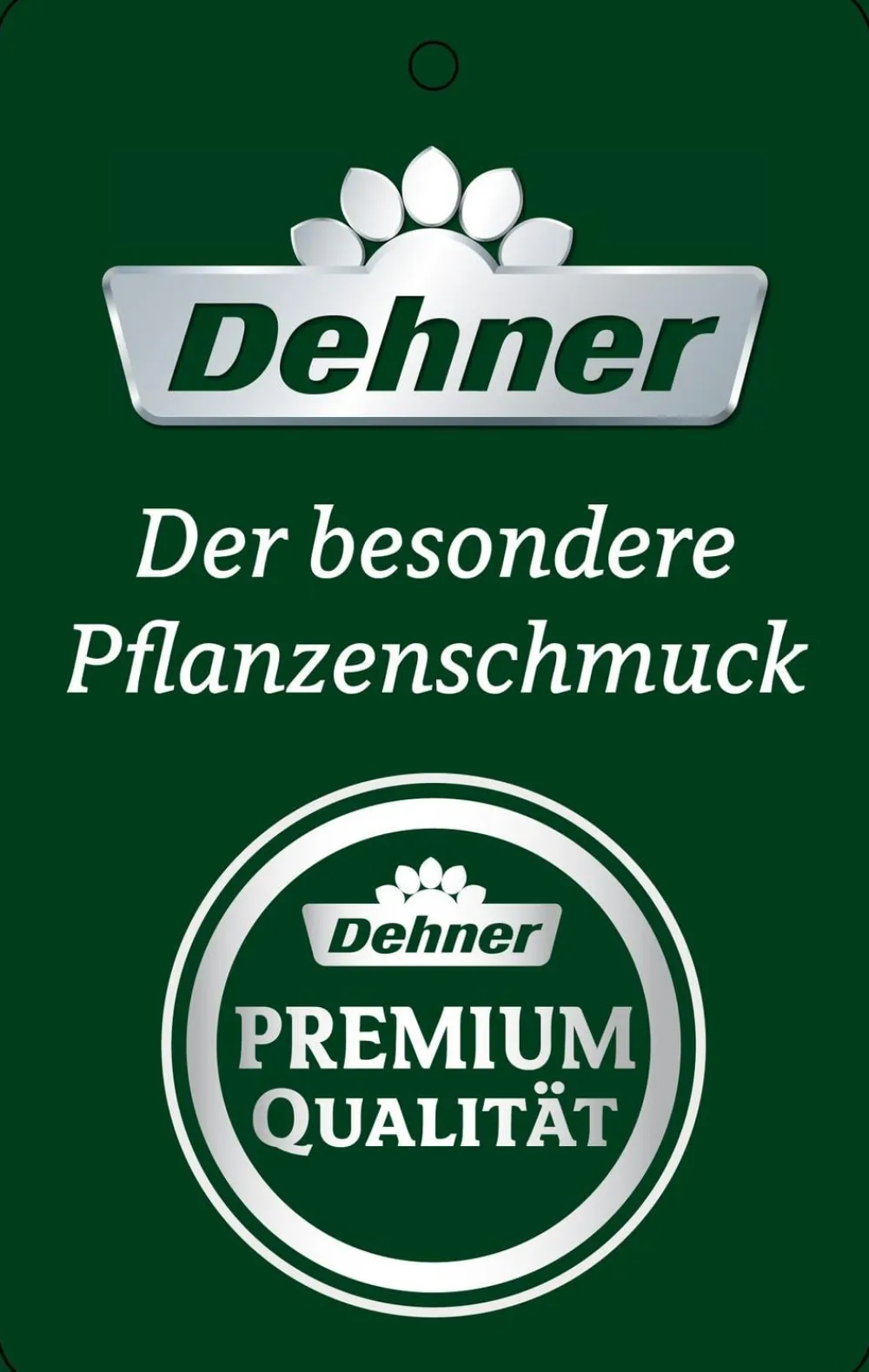 Dehner Schmetterlingsorchidee - Phalaenopsis cultivars, Bogen, verschiedene Sorten Discount