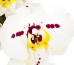 Dehner Schmetterlingsorchidee - Phalaenopsis cultivars, Bogen, verschiedene Sorten Discount