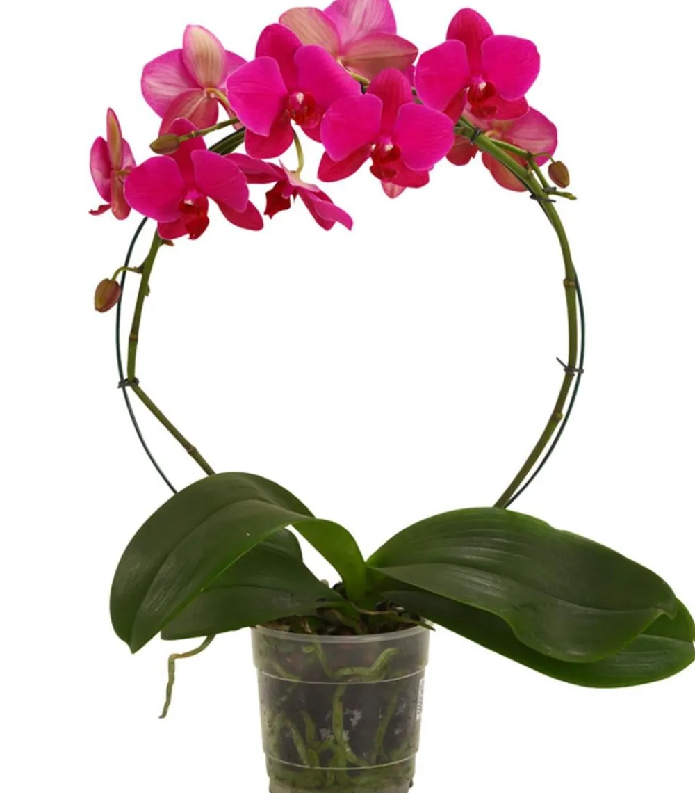 Dehner Schmetterlingsorchidee - Phalaenopsis cultivars, Bogen, verschiedene Sorten Discount