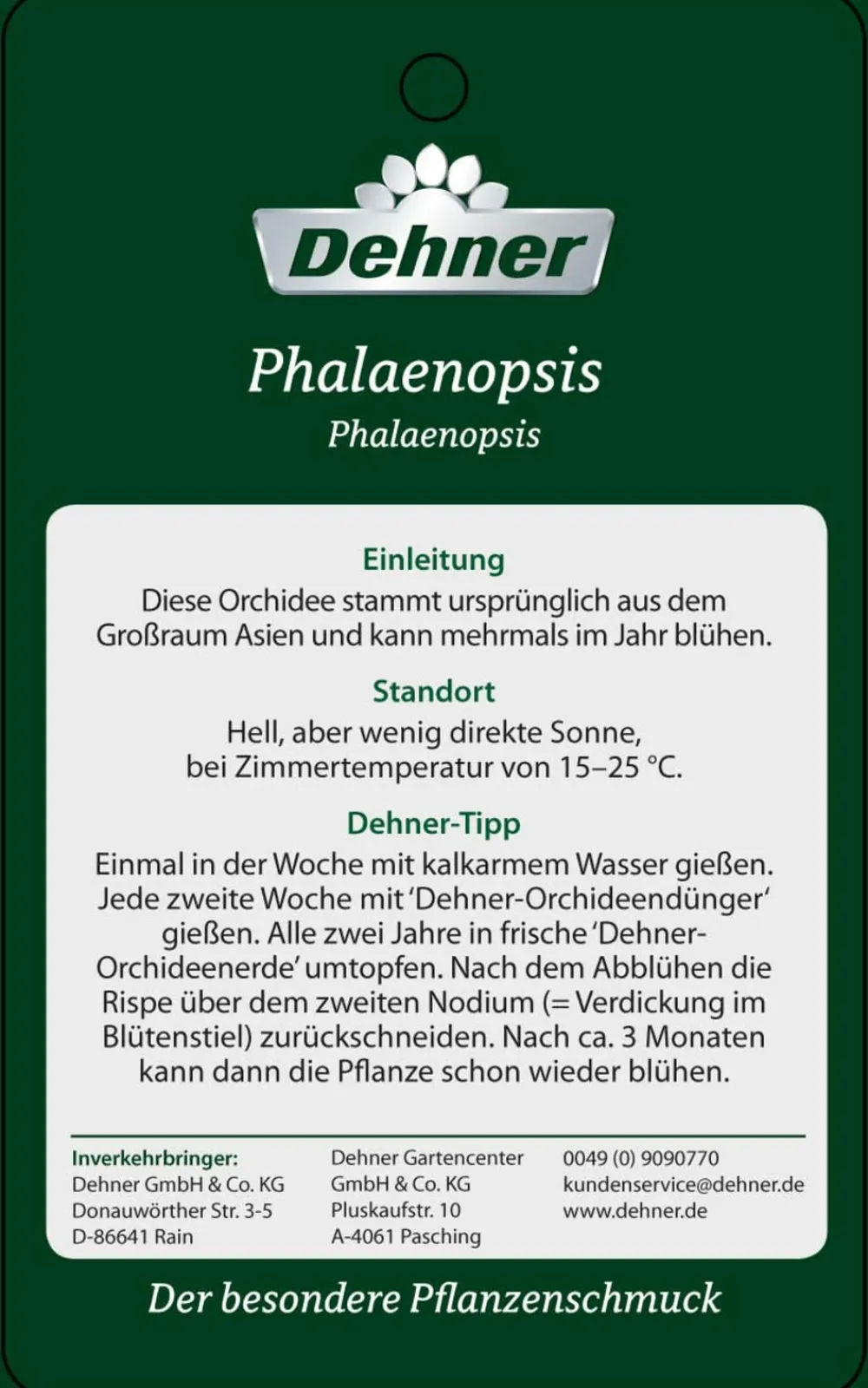 Dehner Schmetterlingsorchidee - Phalaenopsis cultivars, Bogen, verschiedene Sorten Discount