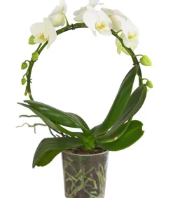 Dehner Schmetterlingsorchidee - Phalaenopsis cultivars, Bogen, verschiedene Sorten Discount