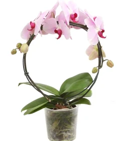 Dehner Schmetterlingsorchidee - Phalaenopsis cultivars, Bogen, verschiedene Sorten Discount