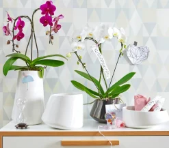 Dehner Schmetterlingsorchidee - Phalaenopsis cultivars 'Umbrella', verschiedene Sorten Sale