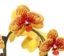 Dehner Schmetterlingsorchidee - Phalaenopsis cultivars 'Umbrella', verschiedene Sorten Sale