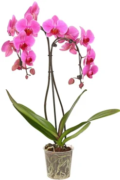 Dehner Schmetterlingsorchidee - Phalaenopsis cultivars 'Umbrella', verschiedene Sorten Sale