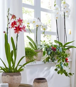 Dehner Schmetterlingsorchidee - Phalaenopsis cultivars 'Umbrella', verschiedene Sorten Sale
