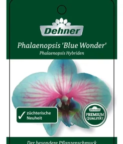 Dehner Schmetterlingsorchidee - Phalaenopsis Cultivars 'Blue Wonder', Kaskade Discount