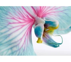 Dehner Schmetterlingsorchidee - Phalaenopsis Cultivars 'Blue Wonder', Kaskade Discount