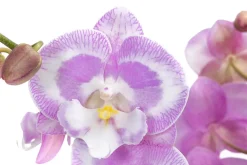 Dehner Schmetterlingsorchidee - Phalaenopsis cultivars 'Aladdin Kisz' Best