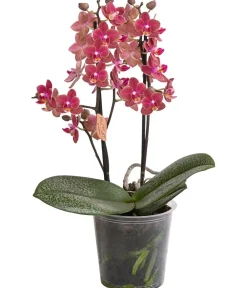Dehner Orchideen - Schmetterlingsorchidee - Phalaenopsis cultivars 'Horizon'