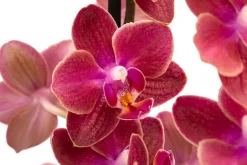 Dehner Orchideen - Schmetterlingsorchidee - Phalaenopsis cultivars 'Horizon'