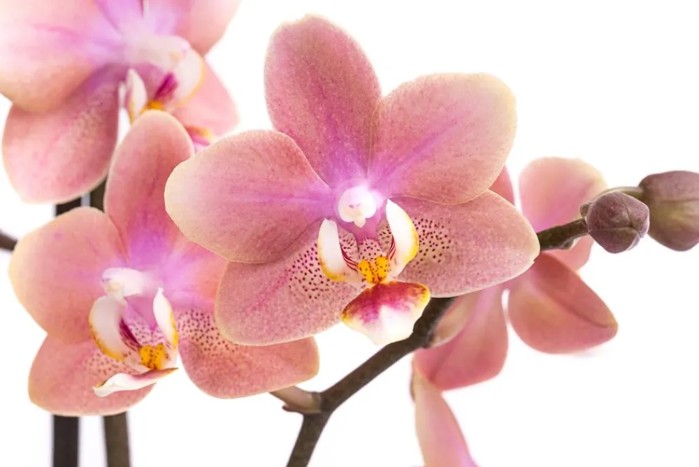 Dehner Schmetterlingsorchidee - Phalaenopsis cultivars, verschiedene Farben Bunt Hot