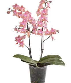 Dehner Schmetterlingsorchidee - Phalaenopsis cultivars, verschiedene Farben Bunt Hot