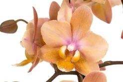 Dehner Schmetterlingsorchidee - Phalaenopsis cultivars, verschiedene Farben Bunt Hot