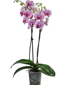 Dehner Schmetterlingsorchidee - Phalaenopsis cultivars 'Pandora' Outlet