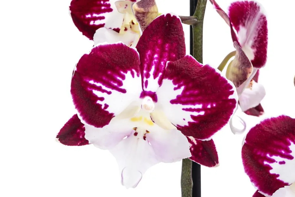 Dehner Schmetterlingsorchidee - Phalaenopsis cultivars 'Tinkerbell' Clearance