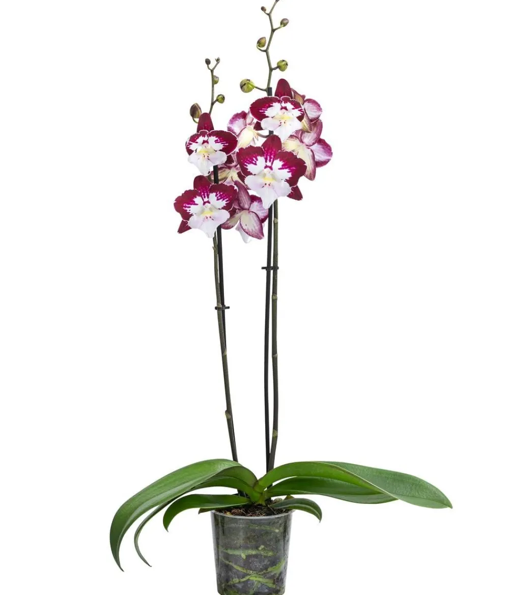 Dehner Schmetterlingsorchidee - Phalaenopsis cultivars 'Tinkerbell' Clearance