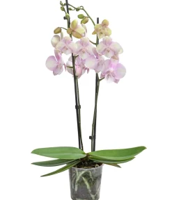 Dehner Orchideen - Schmetterlingsorchidee - Phalaenopsis cultivars 'Venetian Carnival'