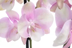 Dehner Orchideen - Schmetterlingsorchidee - Phalaenopsis cultivars 'Venetian Carnival'