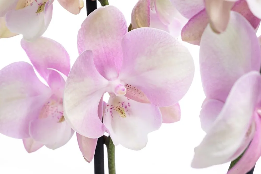 Dehner Orchideen - Schmetterlingsorchidee - Phalaenopsis cultivars 'Venetian Carnival'