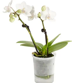Dehner Orchideen - Schmetterlingsorchidee - Phalaenopsis 'Aqua Orchids®', verschiedene Farben