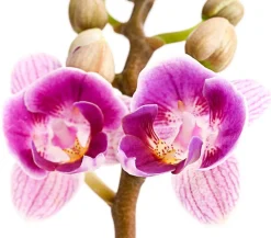 Dehner Orchideen - Schmetterlingsorchidee - Phalaenopsis 'Aqua Orchids®', verschiedene Farben