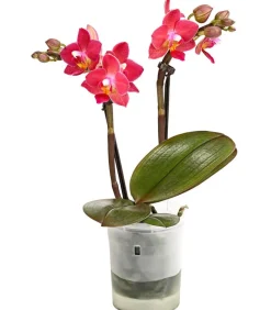 Dehner Orchideen - Schmetterlingsorchidee - Phalaenopsis 'Aqua Orchids®', verschiedene Farben