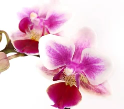 Dehner Orchideen - Schmetterlingsorchidee - Phalaenopsis 'Aqua Orchids®', verschiedene Farben