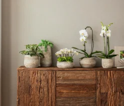 Dehner Orchideen - Schmetterlingsorchidee - Phalaenopsis 'Aqua Orchids®', verschiedene Farben