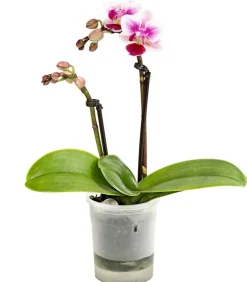 Dehner Orchideen - Schmetterlingsorchidee - Phalaenopsis 'Aqua Orchids®', verschiedene Farben